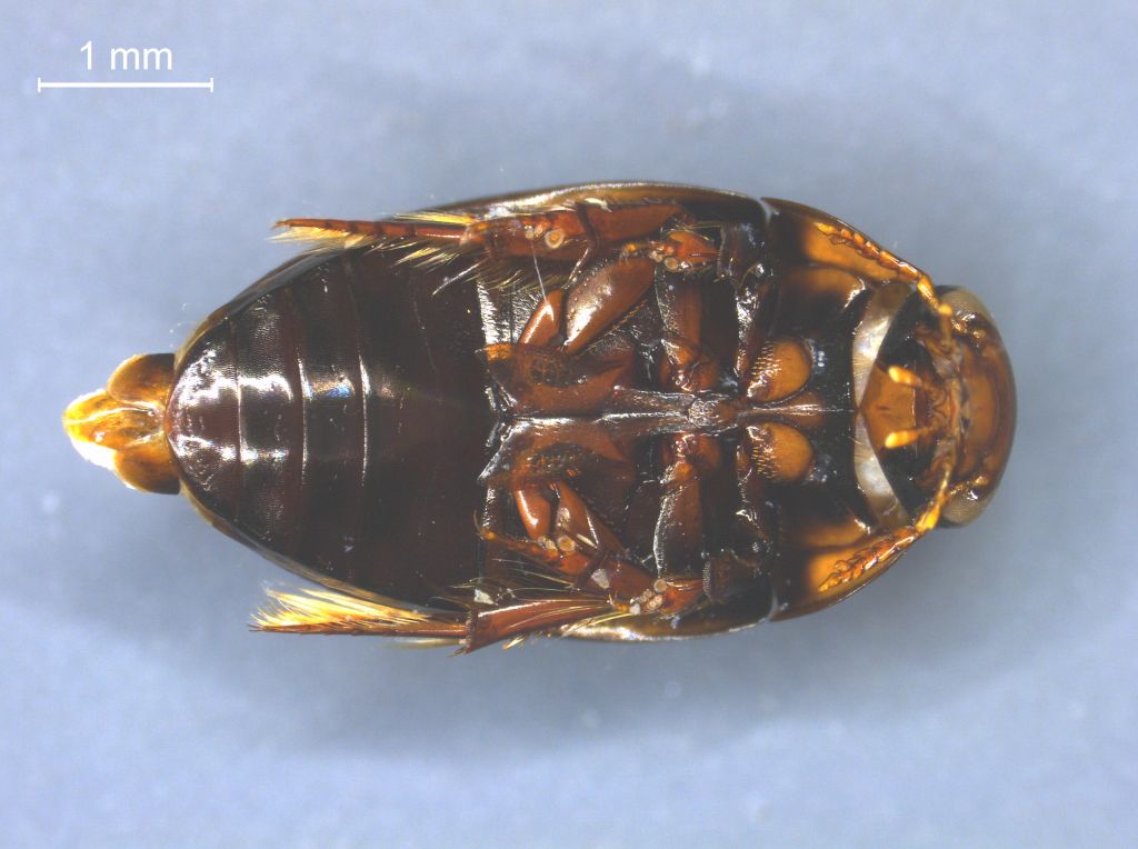 Noterus clavicornis